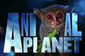 Дивитись канал Animal Planet