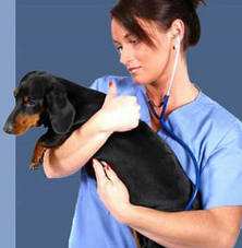 9 серпня. День працівників ветеринарної медицини